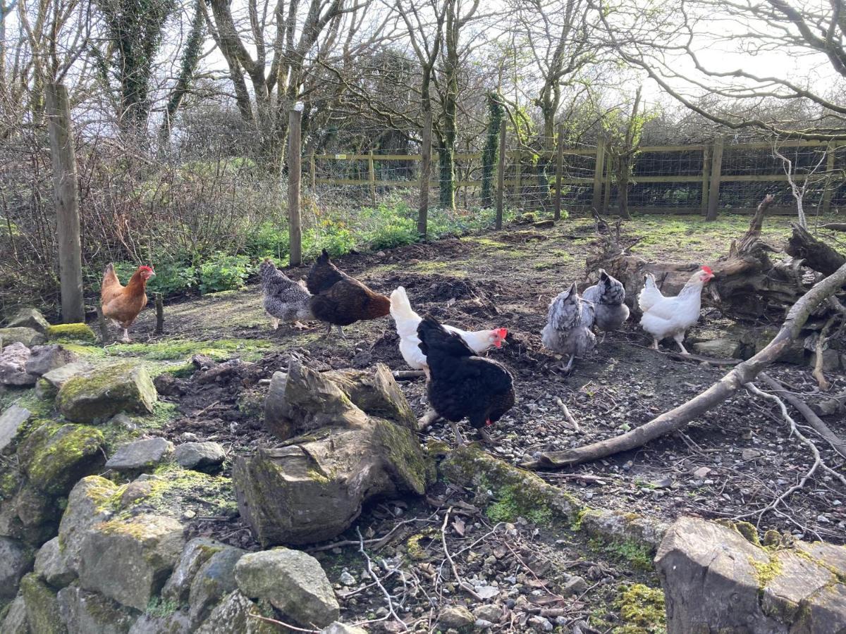 Higher Trenear Farm B&B Helston Esterno foto